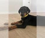 Small Photo #4 Doberman Pinscher Puppy For Sale in LOS ANGELES, CA, USA