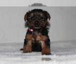 Small Photo #4 Yorkshire Terrier Puppy For Sale in FREDERICKSBG, OH, USA