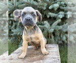 Small #1 French Bulldog