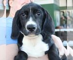 Small #3 Border Collie Mix