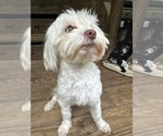 Small Photo #1 Maltipoo Puppy For Sale in RUSSELLVILLE, AL, USA