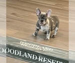Small Photo #13 French Bulldog Puppy For Sale in GIG HARBOR, WA, USA