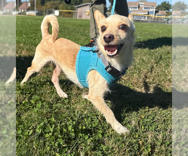 Medium Photo #6 Chihuahua-Unknown Mix Puppy For Sale in Cranston, RI, USA