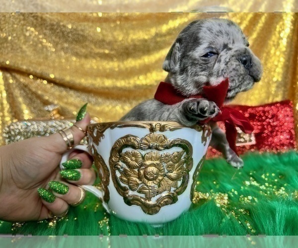 Medium Photo #11 French Bulldog Puppy For Sale in HAYWARD, CA, USA