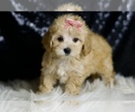 Small #2 Maltipoo