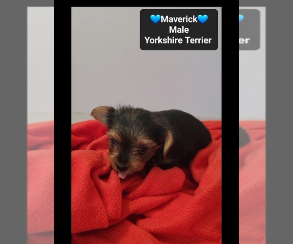 Medium Photo #2 Yorkshire Terrier Puppy For Sale in TUCSON, AZ, USA