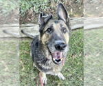Small German Shepherd Dog