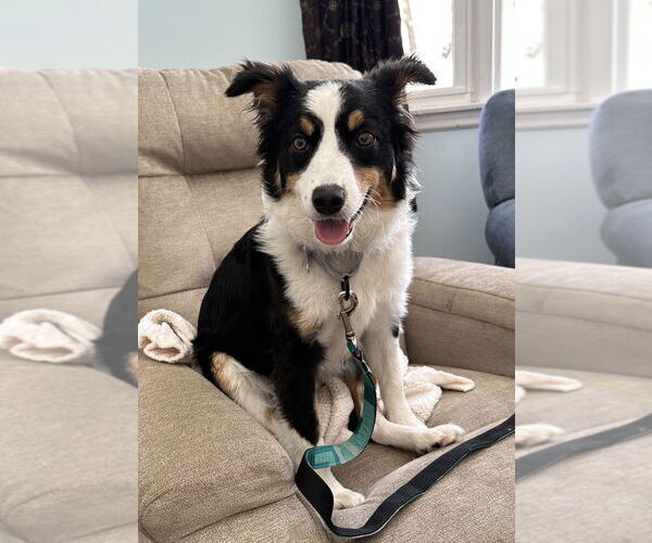 Medium Photo #1 Australian Shepherd-Unknown Mix Puppy For Sale in Boston, MA, USA