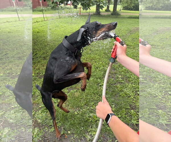 Medium Photo #3 Doberman Pinscher Puppy For Sale in Minneaoplis, MN, USA