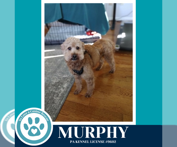 Medium Photo #4 Poodle (Miniature) Puppy For Sale in Kimberton, PA, USA