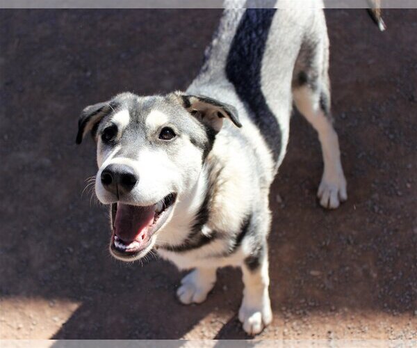 Medium Photo #4 Siberian Husky-Unknown Mix Puppy For Sale in Cedar Crest, NM, USA