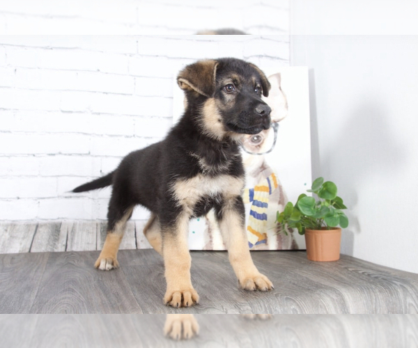 Medium Photo #1 German Shepherd Dog Puppy For Sale in RED LION, PA, USA