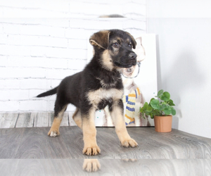 German Shepherd Dog Puppy for sale in RED LION, PA, USA