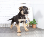 Small Photo #1 German Shepherd Dog Puppy For Sale in RED LION, PA, USA