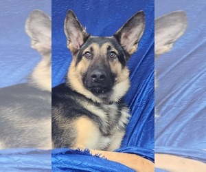 German Shepherd Dog Dogs for adoption in Cuba, NY, USA