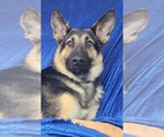 Small German Shepherd Dog
