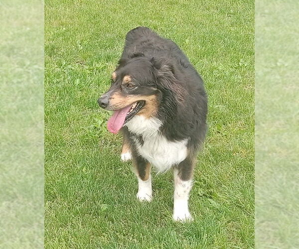 Medium Photo #2 Australian Shepherd Puppy For Sale in Fort Wayne, IN, USA
