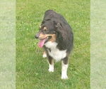 Small #1 Australian Shepherd