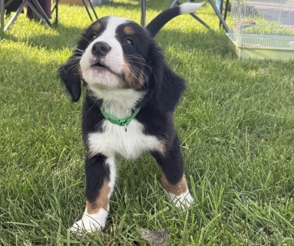Medium Photo #44 Bernese Mountain Dog Puppy For Sale in SPRINGFIELD, OH, USA
