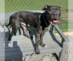 Turtle NJ - Male Bullboxer Pit Dog for Adoption - Photo #13
