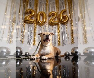 Staffordshire Bull Terrier-Unknown Mix Dogs for adoption in FRAMINGHAM, MA, USA