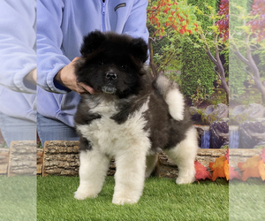 Akita Puppy for sale in NEWBERRY, MI, USA