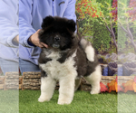 Small Photo #1 Akita Puppy For Sale in NEWBERRY, MI, USA