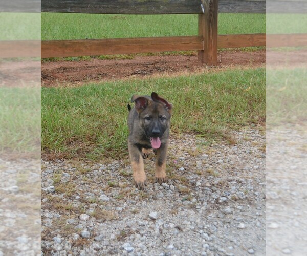 Medium Photo #4 German Shepherd Dog Puppy For Sale in POWDER SPRINGS, GA, USA