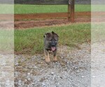Small #3 German Shepherd Dog