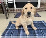 Small #3 Golden Retriever