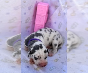 Great Dane Puppy for sale in MARSHVILLE, NC, USA