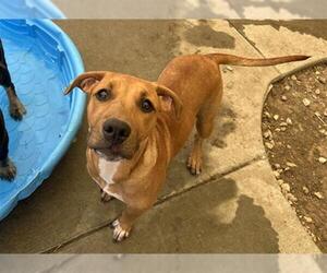 German Shepherd Dog-Unknown Mix Dogs for adoption in Tulsa, OK, USA