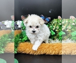 Cocker Spaniel Puppy for sale in CASSVILLE, MO, USA