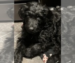 Puppy 1 Goldendoodle