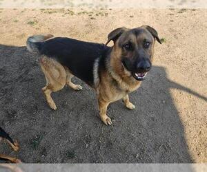 German Shepherd Dog Dogs for adoption in Bakersfield, CA, USA