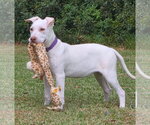 Ella - Female Great Dane-Labrador Retriever Mix Dog for Adoption - Small photo