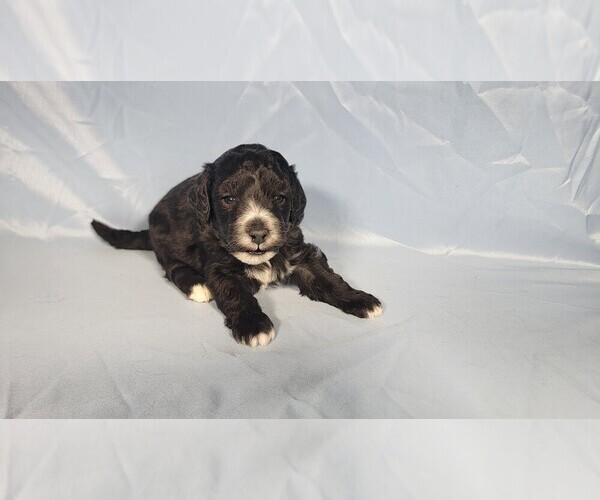 Medium Photo #3 Bernedoodle (Miniature) Puppy For Sale in PEYTON, CO, USA