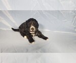 Small #2 Bernedoodle (Miniature)