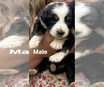 Puppy Puppy 6 Australian Shepherd