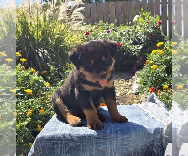 Medium Photo #4 Rottweiler Puppy For Sale in SHIPPENSBURG, PA, USA