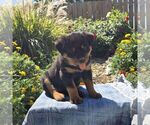 Nova - Female Rottweiler Puppy for Sale - Photo #4