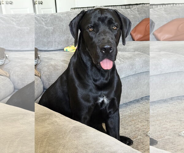 Medium Photo #1 Labrador Retriever-Unknown Mix Puppy For Sale in McKinney, TX, USA