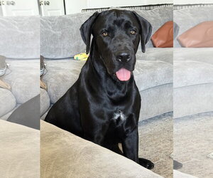Labrador Retriever-Unknown Mix Dogs for adoption in McKinney, TX, USA
