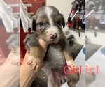 Small Photo #4 Australian Shepherd Puppy For Sale in WHITLEY CITY, KY, USA