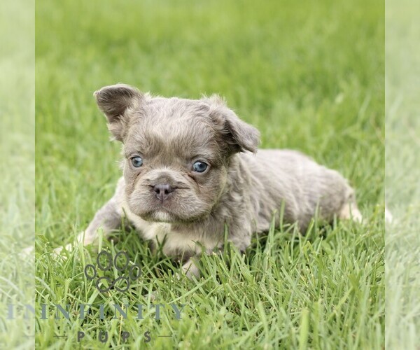 Medium Photo #3 French Bulldog Puppy For Sale in GORDONVILLE, PA, USA