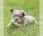 Small #2 French Bulldog