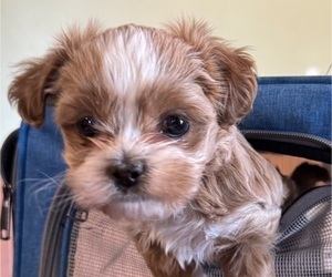 Shih Tzu Puppy for sale in KIRKLAND, IL, USA