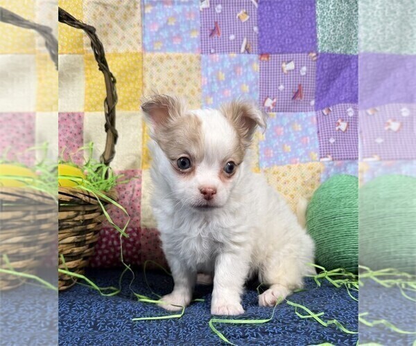Medium Photo #6 Chihuahua Puppy For Sale in BOCA RATON, FL, USA