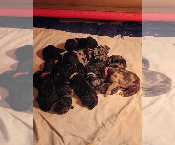 Medium Photo #1 Goldendoodle Puppy For Sale in JACKSONVILLE, FL, USA