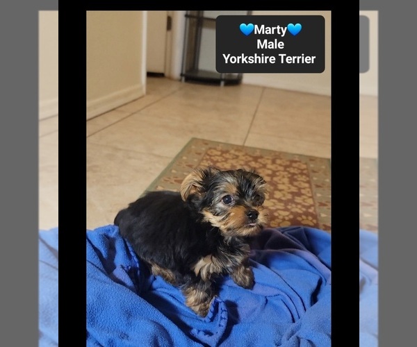 Medium Photo #2 Yorkshire Terrier Puppy For Sale in TUCSON, AZ, USA